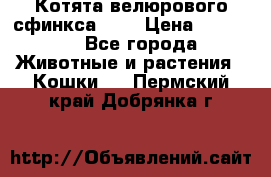 Котята велюрового сфинкса. .. › Цена ­ 15 000 - Все города Животные и растения » Кошки   . Пермский край,Добрянка г.